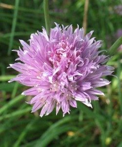 chive flower