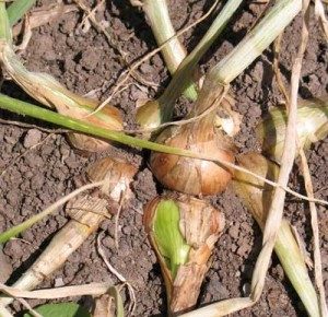 clump of shallots
