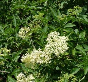flowering elder