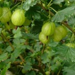 gooseberries on bush