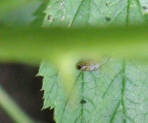 gooseberry sawfly caterpillar