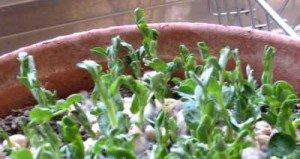 peashoots in pot