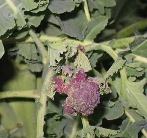 purple broccoli spear