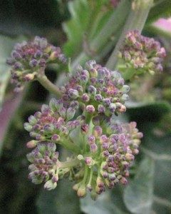 purple sprouting broccoli