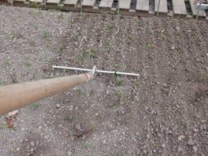 rake weed seedlings