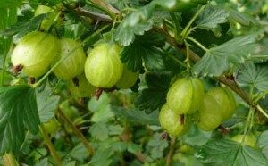 ripe gooseberries
