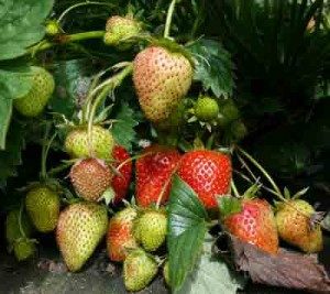 ripening strawberries
