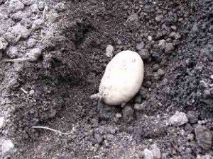 seed potato in planting hole