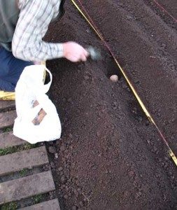 seed potato in planting hole
