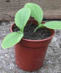 seedlings in pot