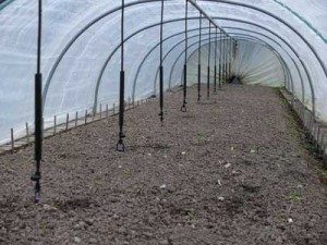 shallot in polytunnel