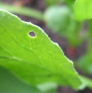 shot hole caused by flea beetle