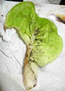 slug damaged lettuce