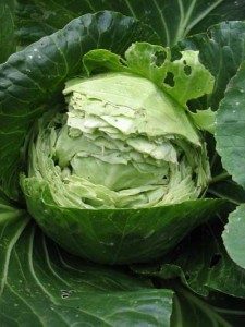 split cabbage
