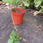 strawberry linked