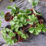 strawberry plants