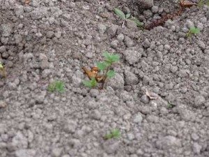 weeds in stale seedbed