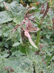 blight on new shoots