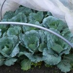 celtic cabbage under enviromesh