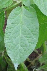 healthy potato leaf
