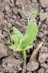 pale pea seedling 