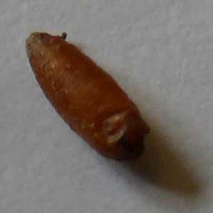 pea seed fly pupa