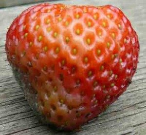 rotten strawberry
