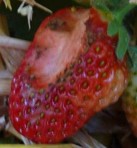 slug eaten strawberry