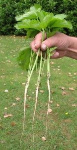 thinned parsnips with long roots
