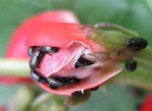 Blackfly on Bean Flower