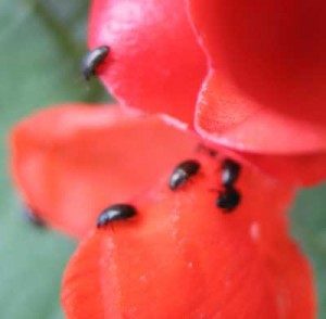 Blackfly Runner Bean Petals