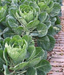 Brussels sprout row