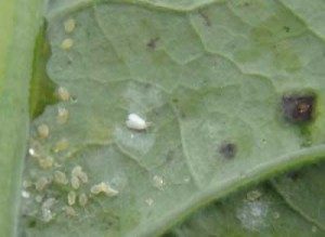Cabbage White Fly