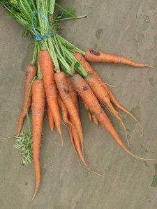 first carrots