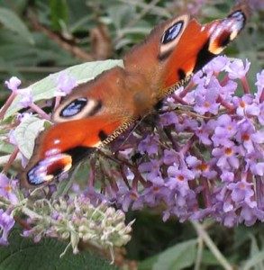 Peacock on Buddlea