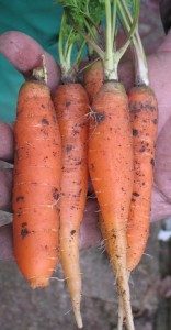 pulled carrots