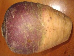 Swede