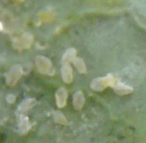 White Fly Nymphs
