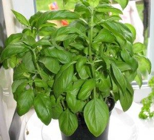 Basil Pot