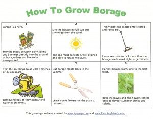 how to grow borage card