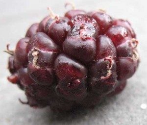 juicy mulberry