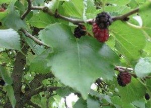 mulberries on tree