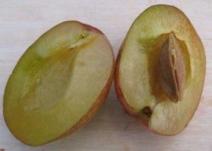 ripe plum cut