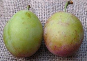 ripe & unripe plum