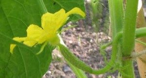 cucumber-femaleflower