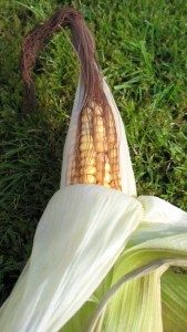Corn-on-the-Cob2-169x300