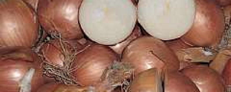 How To Grow Onions growing card