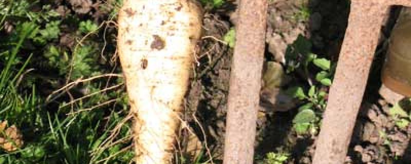 How to Grow Parsnips card.