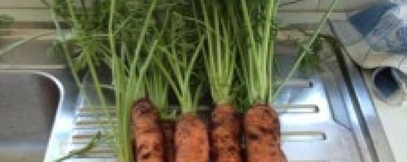 How to Grow Carrots