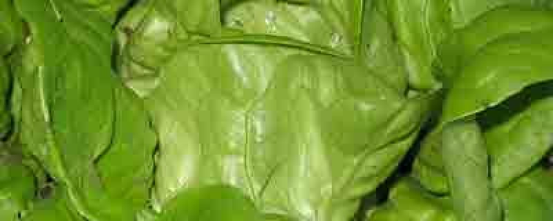 How To Grow Lettuce growing card